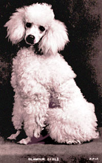 My poodle Fido